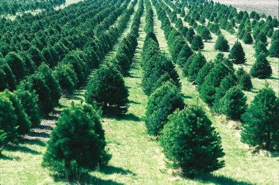 1024px-Christmas_tree_farm_IA