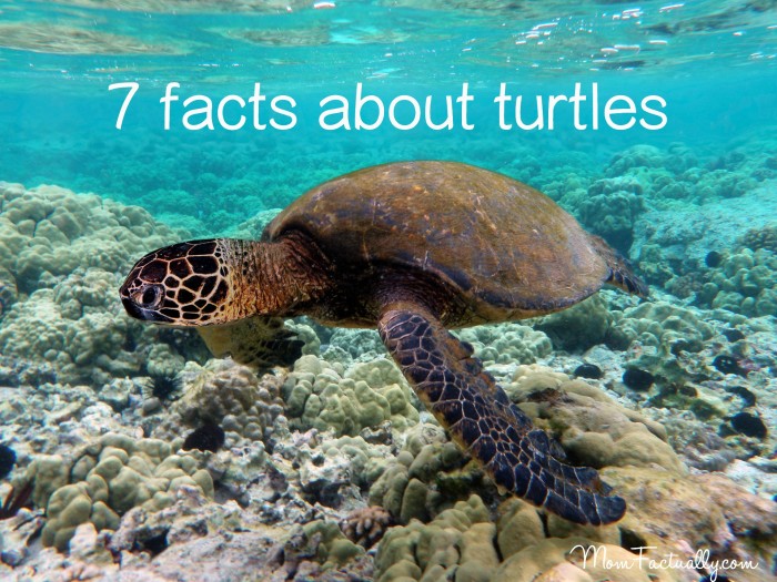Facts about Turtles