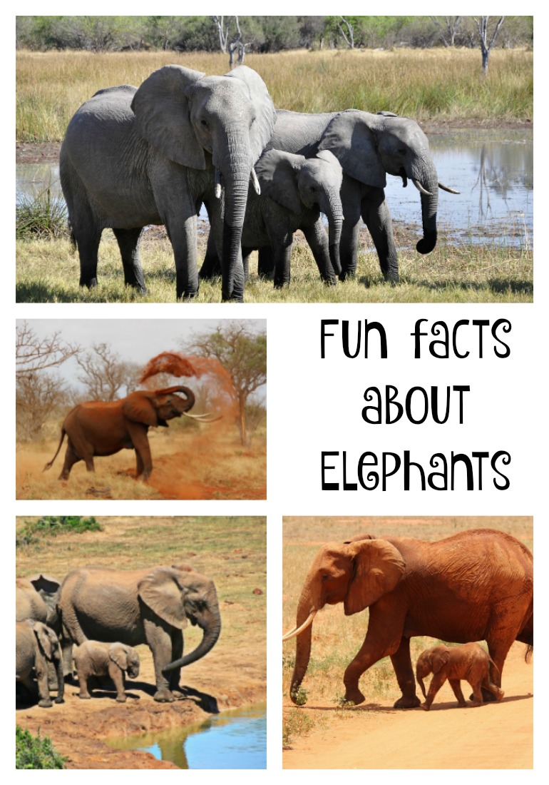 Elephant Facts