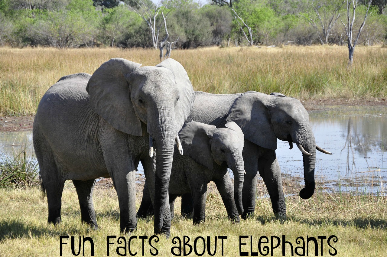fun facts about elephants
