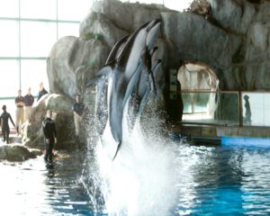 Fun Facts about Dolphins from Shedd Aquarium in honor of Dolphin Awareness Month
