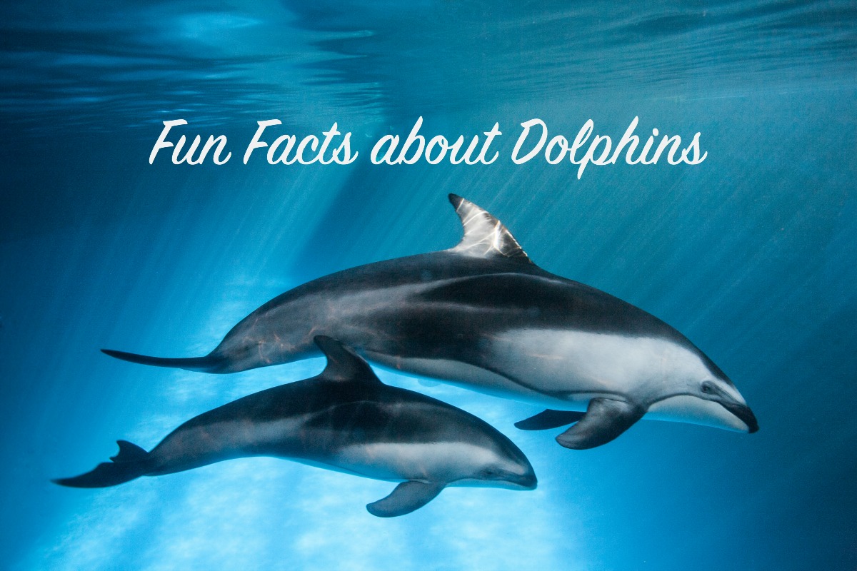 15 fun facts about dolphins for Dolphin Awareness Month ...