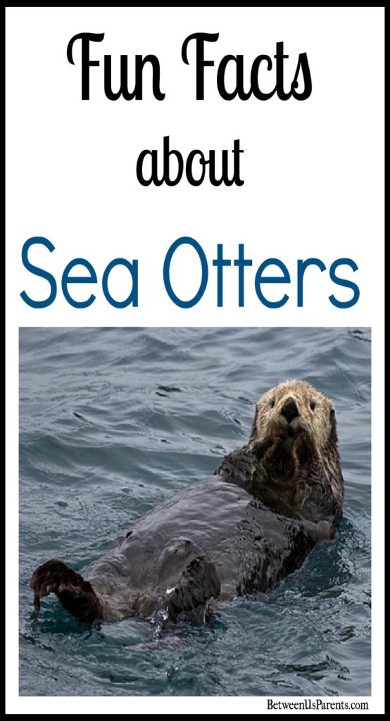 Fun Facts about Sea Otters