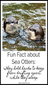 Fun fact about Sea Otters
