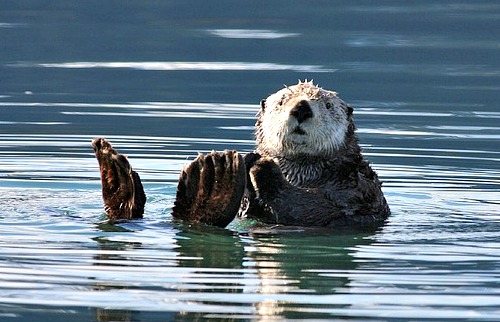 Fun facts about adorable and ecologically important sea otters